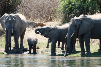 wildlife-3.jpg