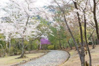 20200403_arashiyama_42_hwcnzk.jpg