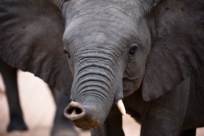 sunway_south_africa_kruger_bruce_taylor_bwt7814-1_20171003_1633951864.jpg