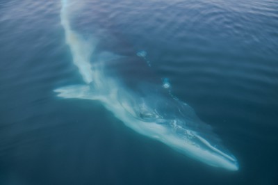baleine-de-minke_petermann-island_antarctiquestudioponant-clement-louineau.jpg