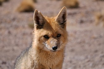 fox-3777105.jpg
