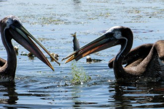pelicans-336133.jpg