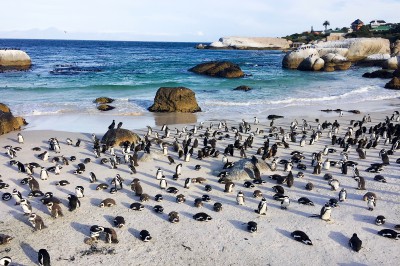 cape-town-boulders-beach.jpg