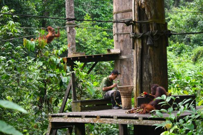 sabah-sepilok-07.jpg