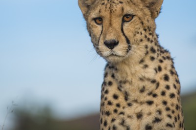 cheetah_portrait_-853542.jpg
