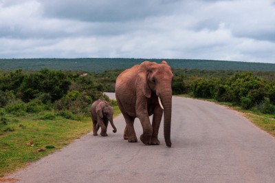 almapapi-elephants-4280664.jpg