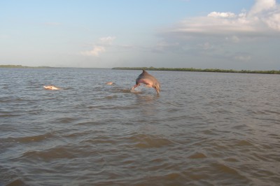 dolphin-1.jpg