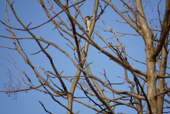 dsc00927.jpg
