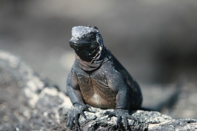 galpagos-galpagos-isla-santa-cruz-fauna-parque-nacional-iguanas-0012.jpg