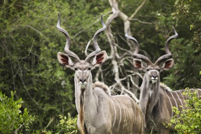 kudu-in-kruger-national-park.gallery_image.3.jpg