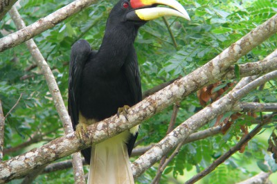 sabah-tabin-rhinoceroes-hornbill-03.jpg