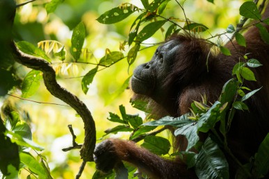 deramakot-orangutan1.jpg