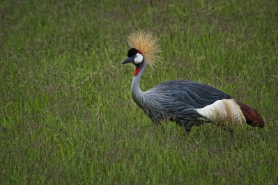 crowned-crane.jpg