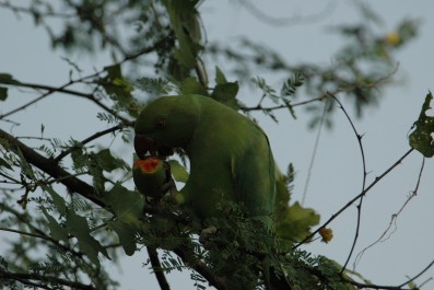 dsc_0412.jpg