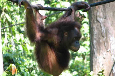 borneo_2007_-1086.jpg