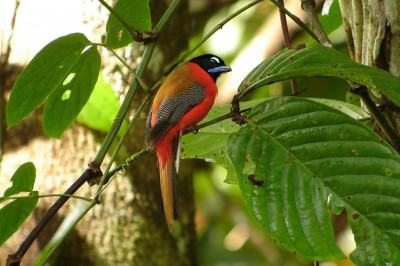 sabah-tabin-scarlet-rumpedtrogon-01.jpg
