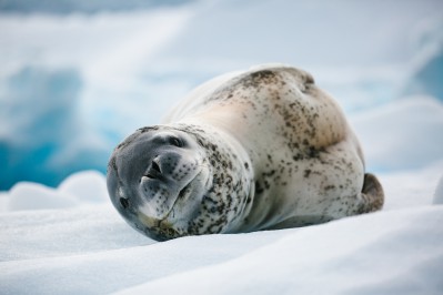 -john-bozinov_antarctic-peninsula_cierva-cove_leopard-seal.jpg