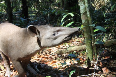 tapir_amazonas_20101030_1670.jpg