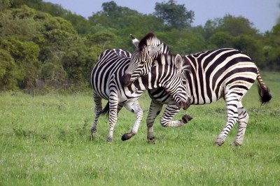 zebra-stalions-fighting.jpg