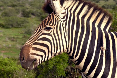 wildlife-zebra.jpg