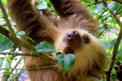 sloth-1879999.jpg