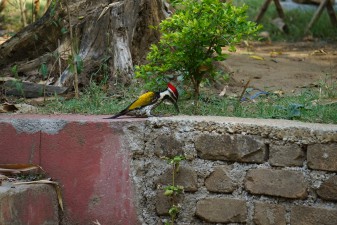 dsc02118.jpg
