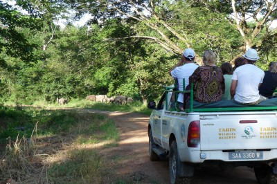sabah-tabin-elephant-watching-01.jpg
