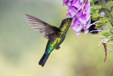 2016_06-junio-03_cc_ict_ruta-aves_listas_12.jpg