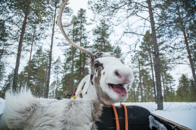 harriniva-hotels-safaris-reindeer-23.jpg