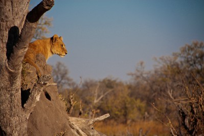 sunway-botswana-moremi-cronje-rademan-mg_6375.jpg