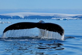 -filip-kulisev_antarctic_lemaire-channel_whale-2.jpg
