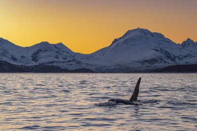orca-camp-2017-fotos-frank-3.jpg