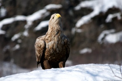 seeadler2.jpg