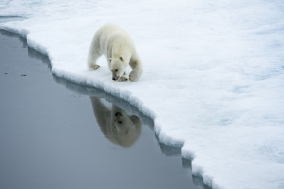 polar-bears-2.jpg