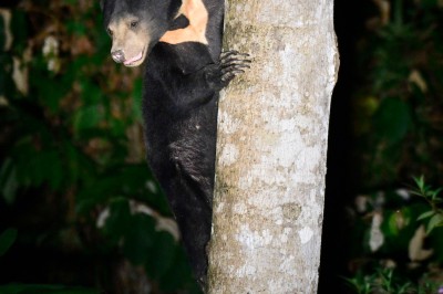 deramakot-sun-bear.jpg