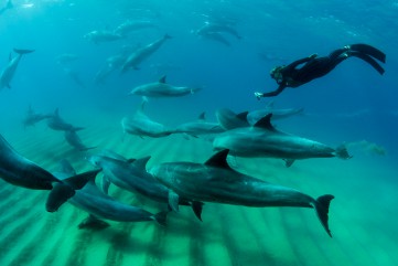 sunway-mozambique-ponta-dolphin-encounters-006.jpg