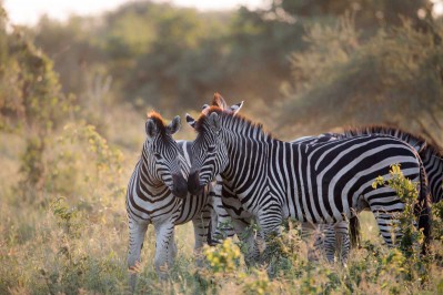 zebras-in-moremi-botswana.jpg