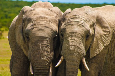 wildlife-elephants.jpg