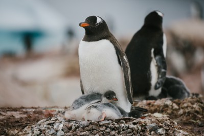 -john-bozinov_antarctic-peninsula_useful-island_gentoo-1.jpg