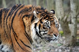 tiger-1376065__180.jpg