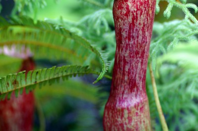 sabah-tabin-pitcher-plant-01.jpg