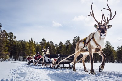 harriniva-hotels-safaris-reindeer-9.jpg