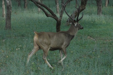 dsc_0384.jpg