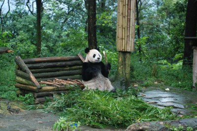 2-panda.jpg