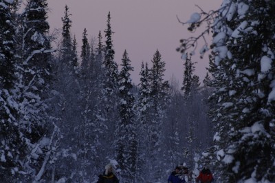 harriniva-hotels-safaris-huskies-86.jpg