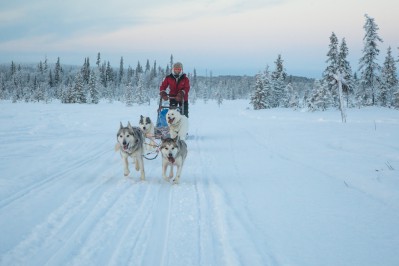 harriniva-hotels-safaris-huskies-32.jpg