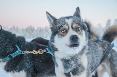 harriniva-hotels-safaris-huskies-60.jpg