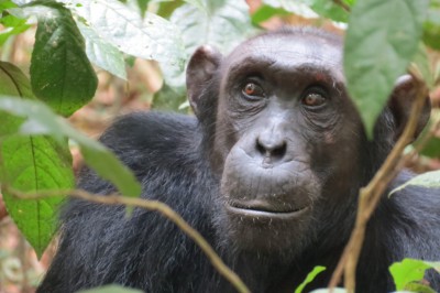 2014-01-nr.-02-uganda-schimpanse-im-budongo-forest-reserve..jpg