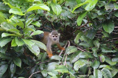squirrel-monkey-b.jpg