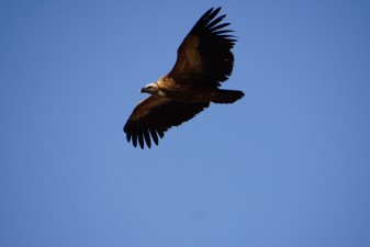 dsc00961.jpg